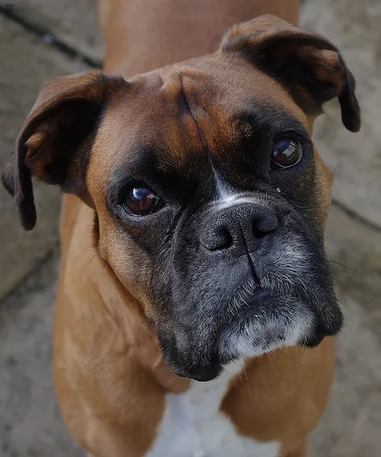 boxer #107, a Boxer in the PetMatch pool