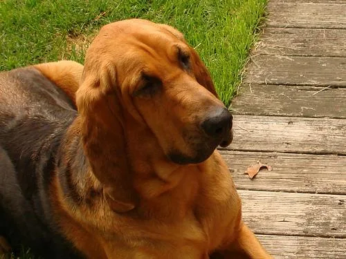 Bloodhound #13, a Bloodhound in the PetMatch pool
