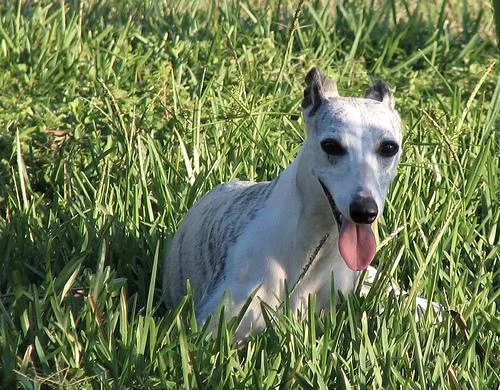 Whippet #35, a Whippet in the PetMatch pool