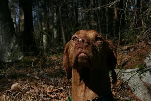 Vizsla #1, a Vizsla in the PetMatch pool