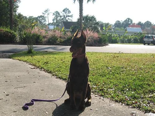 Doberman #120, a Doberman Pinscher in the PetMatch pool