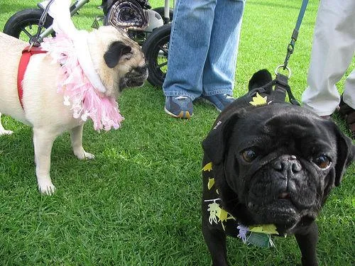 Pug #56, a Pug in the PetMatch pool