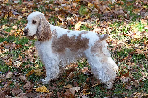 english cocker spaniel #44, a Cocker Spaniel in the PetMatch pool