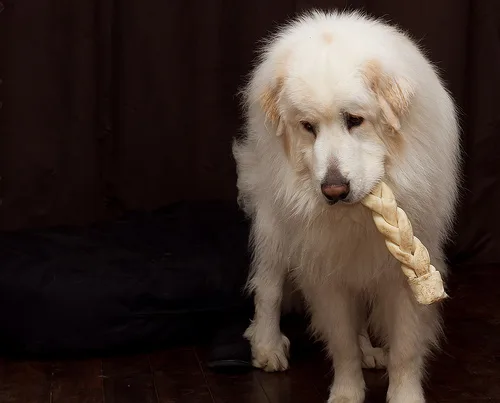 great pyrenees #200, a Great Pyrenees in the PetMatch pool
