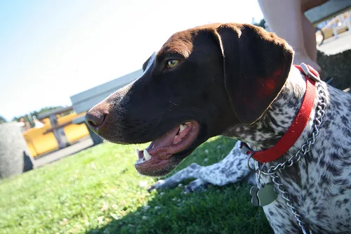german shorthaired #199, a German Shorthaired Pointer in the PetMatch pool