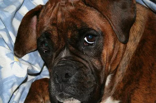 Boxer #27, a Boxer in the PetMatch pool