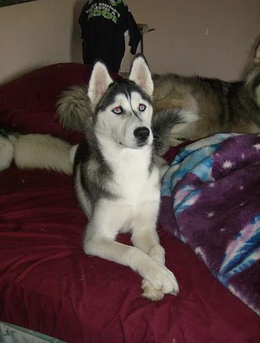Eskimo Dog #116, a Siberian Husky in the PetMatch pool
