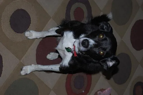 Border Collie #91, a Border Collie in the PetMatch pool