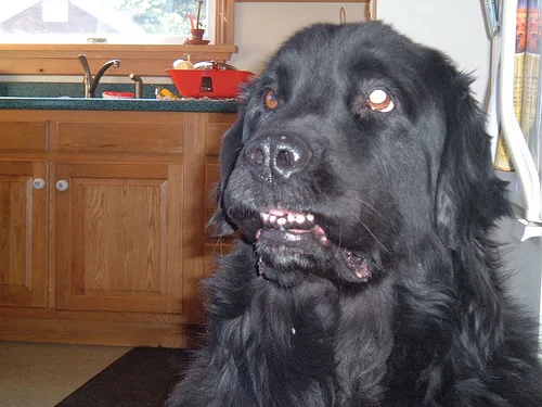 newfoundland #173, a Newfoundland in the PetMatch pool