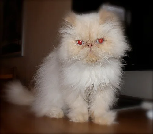 Persian #183, a Persian in the PetMatch pool