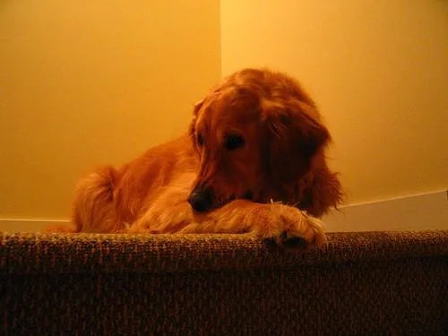 Golden Retriever #12, a Golden Retriever in the PetMatch pool