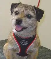 Border Terrier #87, a Border Terrier in the PetMatch pool