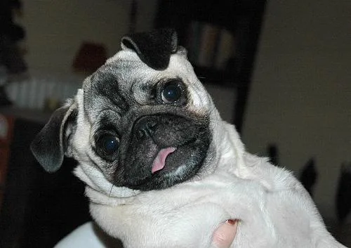 Pug #99, a Pug in the PetMatch pool