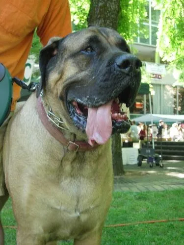 Bull Mastiff #116, a Mastiff in the PetMatch pool