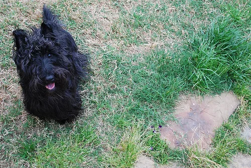 scottish terrier #10, a Scottish Terrier in the PetMatch pool