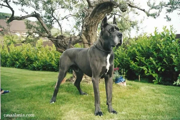 Great Dane #43, a Great Dane in the PetMatch pool