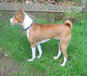 Basenji #106, a Basenji in the PetMatch pool