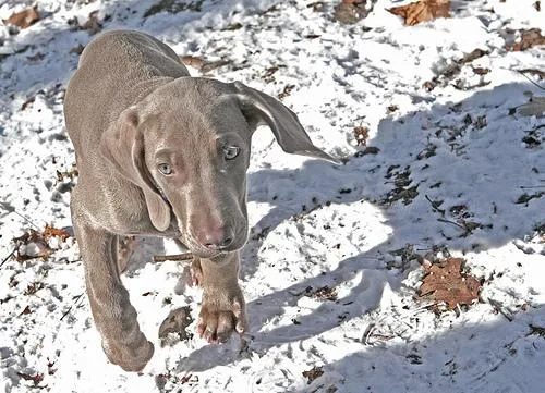 Weimaraner #108, a Weimaraner in the PetMatch pool