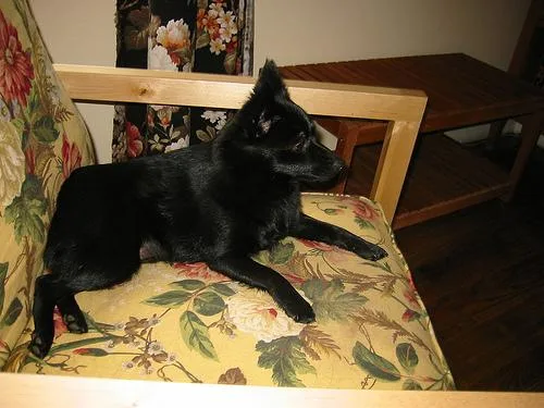 Schipperke #58, a Schipperke in the PetMatch pool