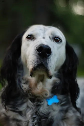 english setter #72, a English Setter in the PetMatch pool