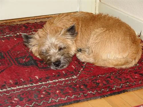 Cairn #1, a Cairn Terrier in the PetMatch pool