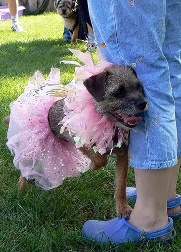 Border Terrier #2, a Border Terrier in the PetMatch pool
