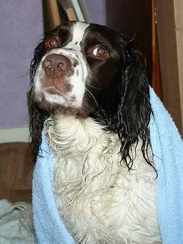 English Springer #8, a English Springer Spaniel in the PetMatch pool