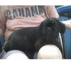 Affenpinscher #74, a Affenpinscher in the PetMatch pool
