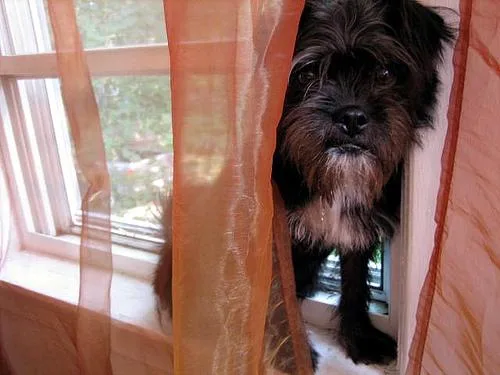 Affenpinscher #41, a Affenpinscher in the PetMatch pool