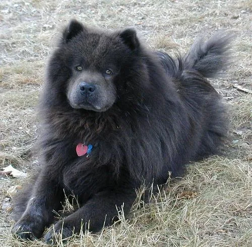 Chow #90, a Chow Chow in the PetMatch pool