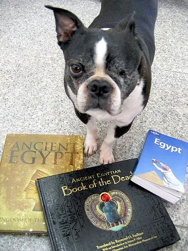 Boston Bull #120, a Boston Terrier in the PetMatch pool
