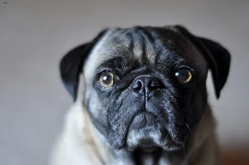 pug #69, a Pug in the PetMatch pool