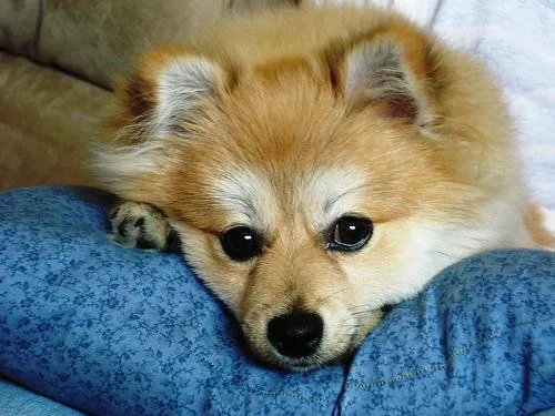 Pomeranian #31, a Pomeranian in the PetMatch pool