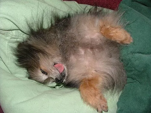 Pomeranian #111, a Pomeranian in the PetMatch pool
