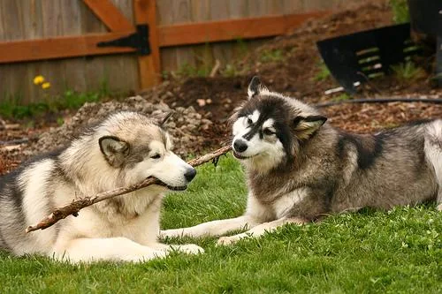 Malamute #80, a Alaskan Malamute in the PetMatch pool