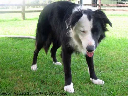 Border Collie #95, a Border Collie in the PetMatch pool