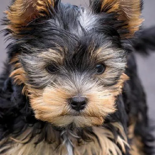 Mixed #3999, a Yorkshire Terrier in the PetMatch pool