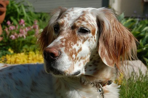 english setter #56, a English Setter in the PetMatch pool