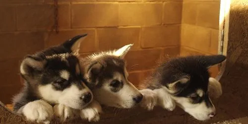 Malamute #71, a Alaskan Malamute in the PetMatch pool