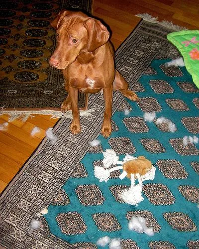 Vizsla #77, a Vizsla in the PetMatch pool