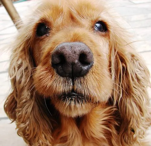 Cocker Spaniel #86, a Cocker Spaniel in the PetMatch pool