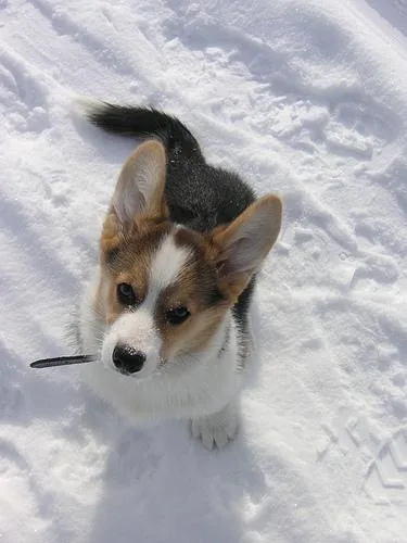 Pembroke #84, a Pembroke Welsh Corgi in the PetMatch pool