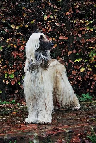 Afghan Hound #50, a Afghan Hound in the PetMatch pool