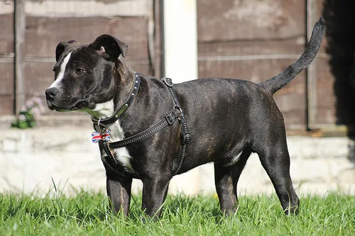 staffordshire bull terrier #69, a Staffordshire Bull Terrier in the PetMatch pool