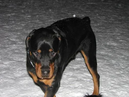 Rottweiler #51, a Rottweiler in the PetMatch pool