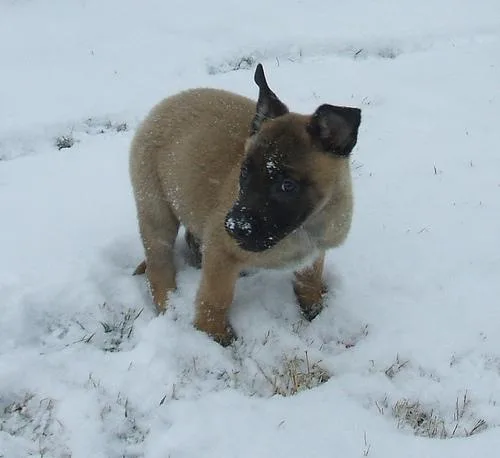 Malinois #64, a Belgian Malinois in the PetMatch pool