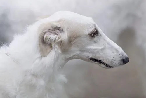Borzoi #20, a Borzoi in the PetMatch pool