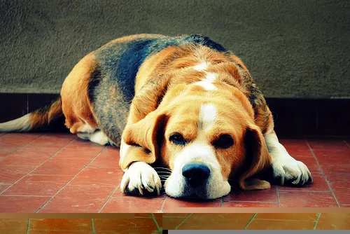 beagle #116, a Beagle in the PetMatch pool