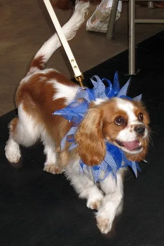 Blenheim Spaniel #1, a Cavalier King Charles Spaniel in the PetMatch pool