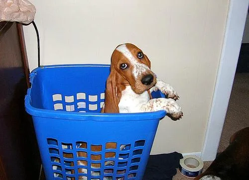 Basset #47, a Basset Hound in the PetMatch pool